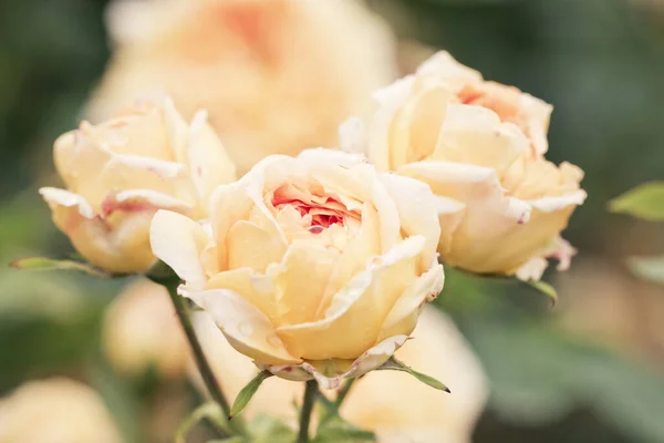 Rose jaune vintage, Belle rose dans le jardin. Fond abstrait floral.. — Photo