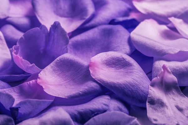 아름다운 은은 한 라일락 보라색 꽃들이 만발 합니다. 장미꽃 꽃잎. 그림맞추기, 맨 위 뷰, 복사 공간, 결혼 초대장에 대한 아름다운 배경 — 스톡 사진