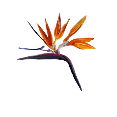 Gouache, Cennet Kuşu 'nu beyaza boyamış. Strelitzia 'nın gerçekçi dallı suluboya çizimi. Naneli botanik resimle boyanmış cennet kuşu.