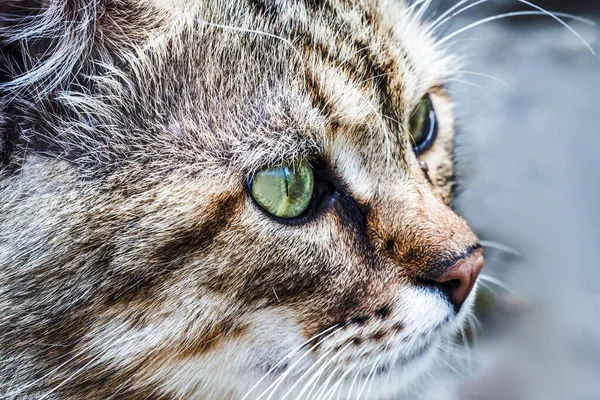 Yeşil gözlü, sevimli gri kedi portresini kapat...