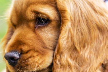 Yumuşak tüylü Spaniel. Cocker Spaniel 'in küçük kahverengi köpeği. Kapat..