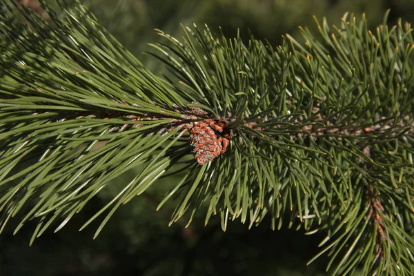 Små bump av Evergreen Young Cedar på en filial — Stockfoto