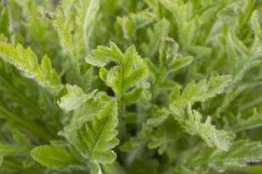 çiçek yaprakları ilkbaharda kendi yolunu yapmak. Çiçeklerin büyümesinin başlangıcı. Yeşil yapraklar