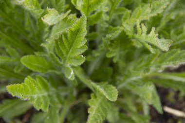 çiçek yaprakları ilkbaharda kendi yolunu yapmak. Çiçeklerin büyümesinin başlangıcı. Yeşil yapraklar