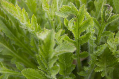 çiçek yaprakları ilkbaharda kendi yolunu yapmak. Çiçeklerin büyümesinin başlangıcı. Yeşil yapraklar