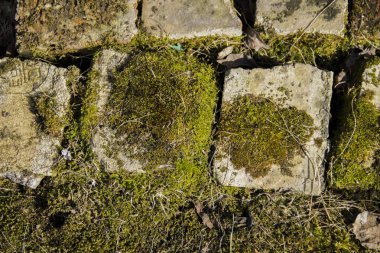 büyük arka plan. Tuğlalar üzerinde yetişen yeşil yosun