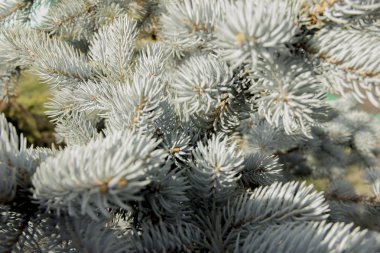 Parlak güneş ışığıyla aydınlatılan mavi ladin dalları
