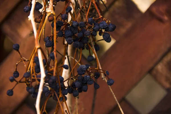 I rami di chicchi d'uva intrecciano un albero di legno. Decorazione del porto . — Foto Stock