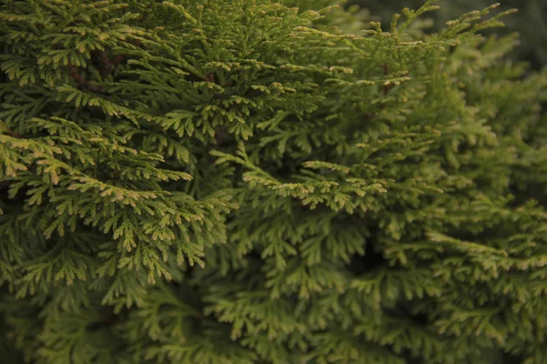 De gröna TUI-grenarna lyser med solljus. — Stockfoto