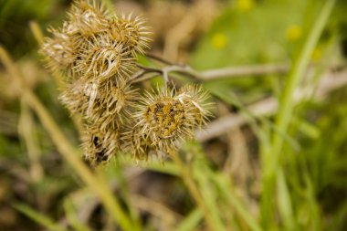 Kurutulmuş bitki bir bur. Tohum burdock büyük.