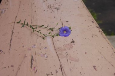 tahtalarda kelebek baskı. Tahtalar pembeye boyanmış. Kelebeğin yanında bir çiçek var. Mavi keten pembe tahtalar üzerinde yatıyor.