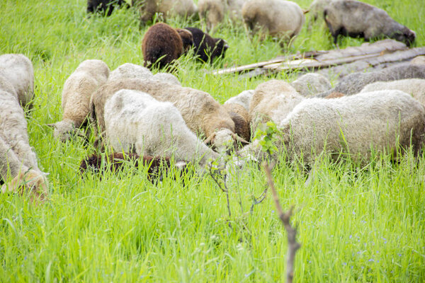 Lambs eat grass in the meadow. Lambs pasture. sheep in the countryside walk.