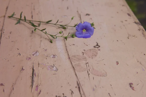 Tahtalarda kelebek baskı. Tahtalar pembeye boyanmış. Kelebeğin yanında bir çiçek var. Mavi keten pembe tahtalar üzerinde yatıyor. — Stok fotoğraf