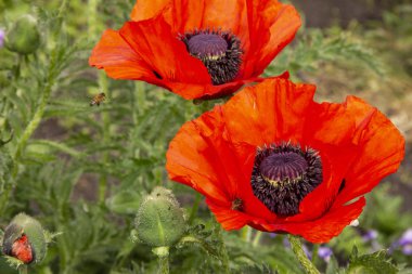 arılar kırmızı haşhaş nektar toplamak. Arılar çiçeklerin üzerinde uçar.