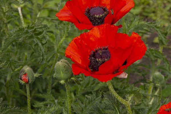 Les abeilles récoltent le nectar des coquelicots rouges. Les abeilles survolent les fleurs . — Photo