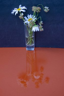 doğal arka plan. Papatya ve yonca küçük bir yığın içinde.