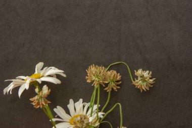 doğal arka plan. Papatya ve yonca küçük bir yığın içinde.