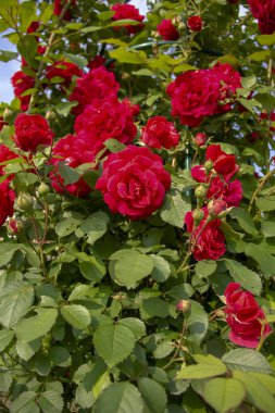 Çalılıkta kırmızı güller. kartpostallar için düzen