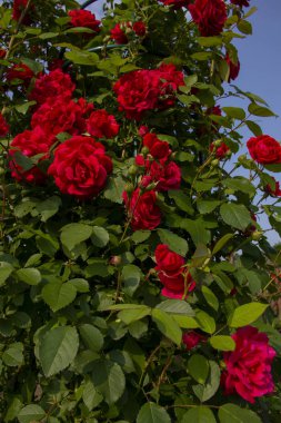 Çalılıkta kırmızı güller. kartpostallar için düzen