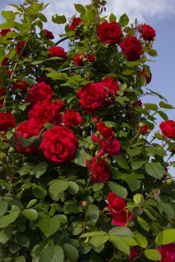 Çalılıkta kırmızı güller. kartpostallar için düzen