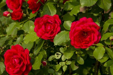 Çalılıkta kırmızı güller. kartpostallar için düzen