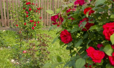 Çalılıkta kırmızı güller. kartpostallar için düzen