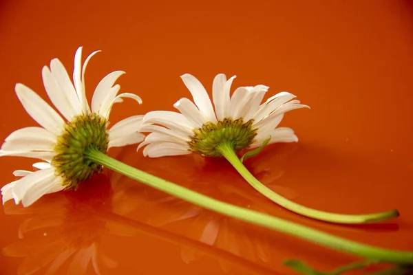 Doğal arka plan. yansıtıcı turuncu bir yüzey üzerinde iki papatya yer. evde çiçek aldı. — Stok fotoğraf