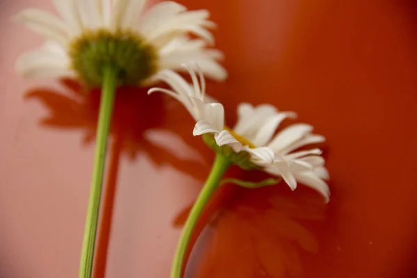 Doğal arka plan. yansıtıcı turuncu bir yüzey üzerinde iki papatya yer. evde çiçek aldı. — Stok fotoğraf