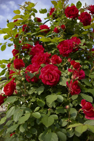 Rosas rojas en un arbusto. diseño de postales —  Fotos de Stock