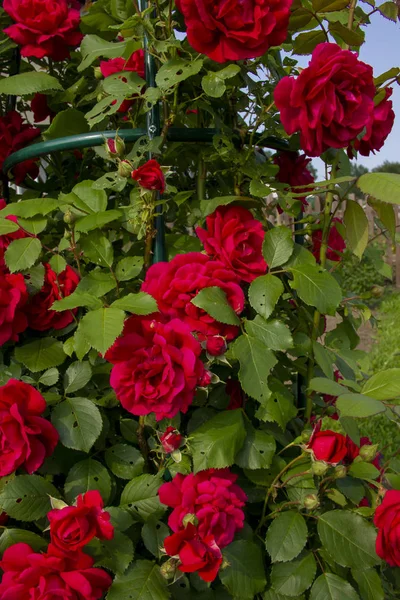 Czerwone róże na krzew. Układ pocztówek — Zdjęcie stockowe