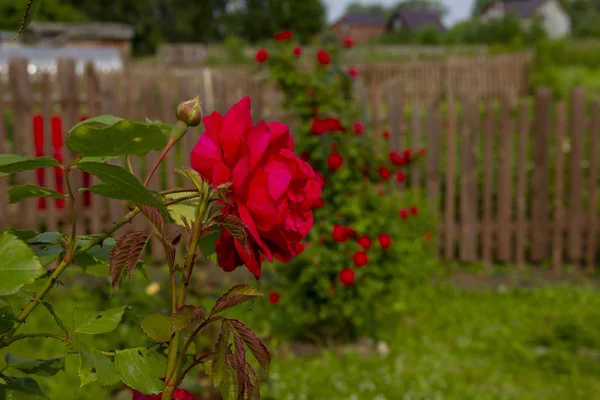 Czerwone róże na krzew. Układ pocztówek — Zdjęcie stockowe