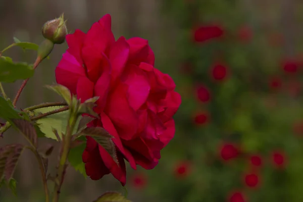 Rosas rojas en un arbusto. diseño de postales —  Fotos de Stock