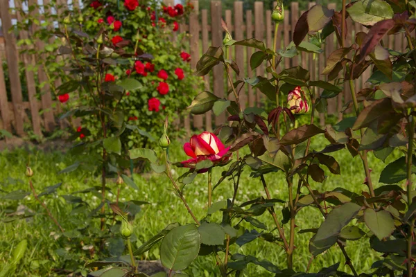 Rosas vermelhas num arbusto. layout para cartões postais — Fotografia de Stock