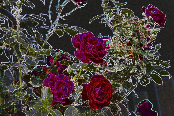 Rote Rosen an einem Strauch. Layout für Postkarten — Stockfoto