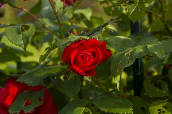 Rosas vermelhas num arbusto. layout para cartões postais — Fotografia de Stock