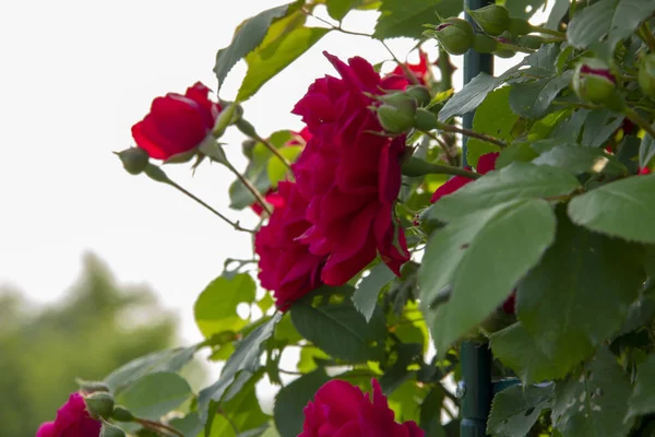Rosas rojas en un arbusto. diseño de postales —  Fotos de Stock
