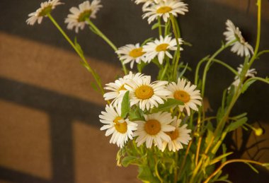 Siyah bir arka planda bir buket beyaz papatyalar. Çiçekler üzerinde bir gölge düşüyor.