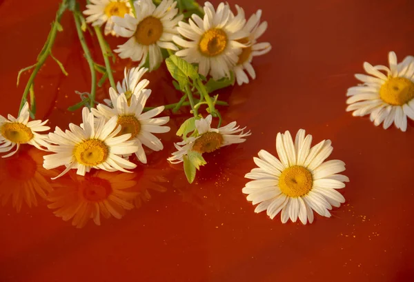 Beyaz papatyalar yansıtıcı kırmızı yüzeyde yatıyor. Çiçek yansımaları. — Stok fotoğraf