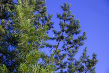 mavi gökyüzünde ay. Ay çam dalları aracılığıyla görülebilir.