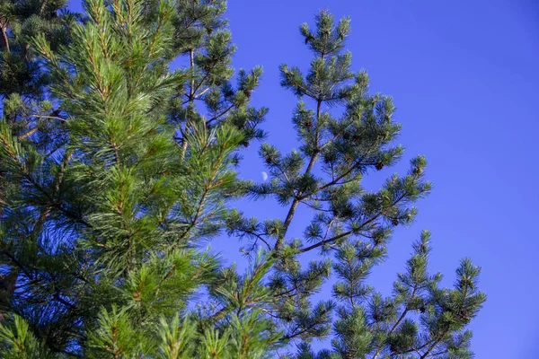 Månen på den blå himlen. Månen kan ses genom grenarna av tall. — Stockfoto