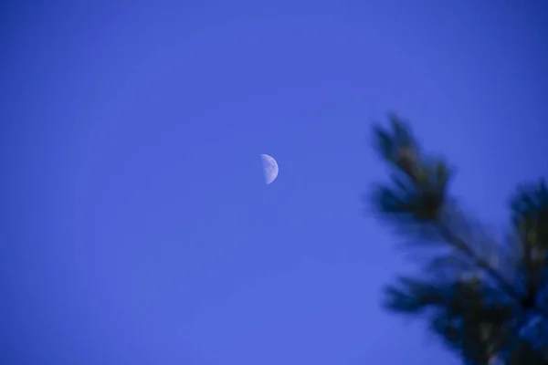 La luna en el cielo azul. La luna se puede ver a través de las ramas del pino . — Foto de Stock