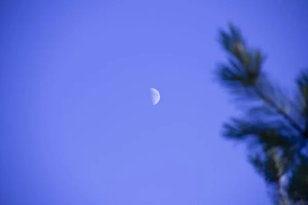 The moon on the blue sky. The moon can be seen through the branches of the pine. — Stock Photo, Image