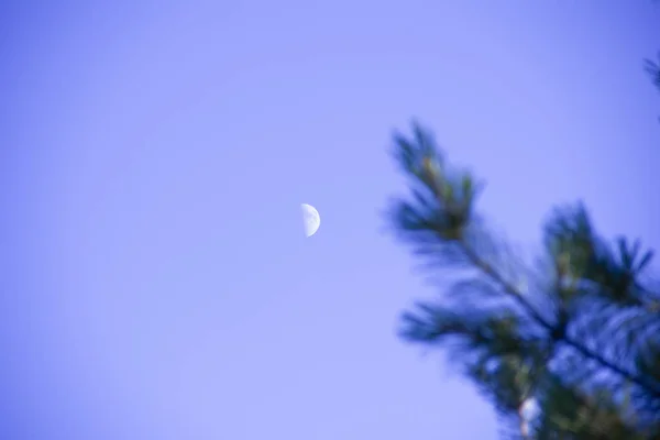 The moon on the blue sky. The moon can be seen through the branches of the pine. — Stock Photo, Image
