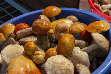 su havzasında yatmış mantar sıkışmış. mantar hasat pelvis içinde yıkanır.