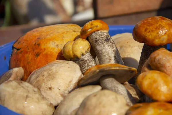 Сорванные грибы лежат в бассейне в воде. the harvest of mushrooms is washed in the talvis . — стоковое фото