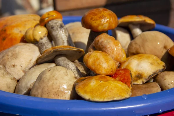 su havzasında yatmış mantar sıkışmış. mantar hasat pelvis içinde yıkanır.