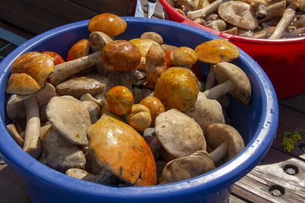 Сорванные грибы лежат в бассейне в воде. the harvest of mushrooms is washed in the talvis . — стоковое фото