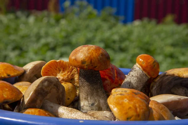 Сорванные грибы лежат в бассейне в воде. the harvest of mushrooms is washed in the talvis . — стоковое фото