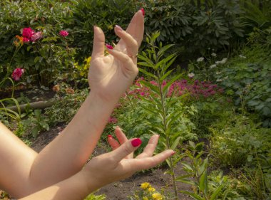Kadın eli ile yapılan jestler. Kadın eli sikiş sembolünü gösterir. parmak sayısı. Kadın elleri Flo 'nun arka planında