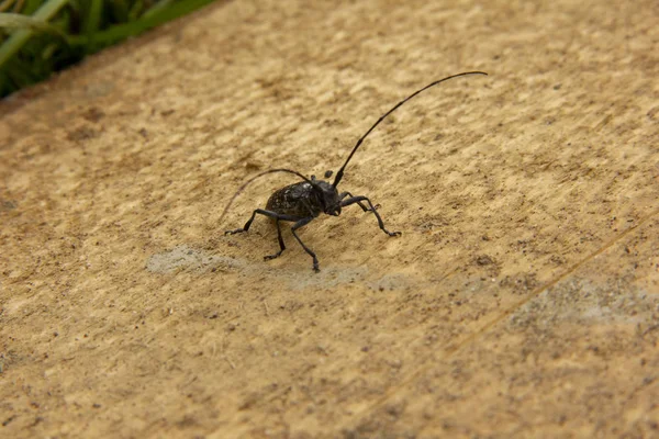 長い口ひげを持つ黒いカブトムシは、未処理の木製のボードの上に立っています. — ストック写真